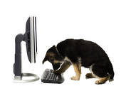 gsd puppy typing